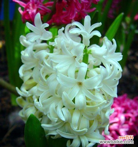 花开有语 感恩之花