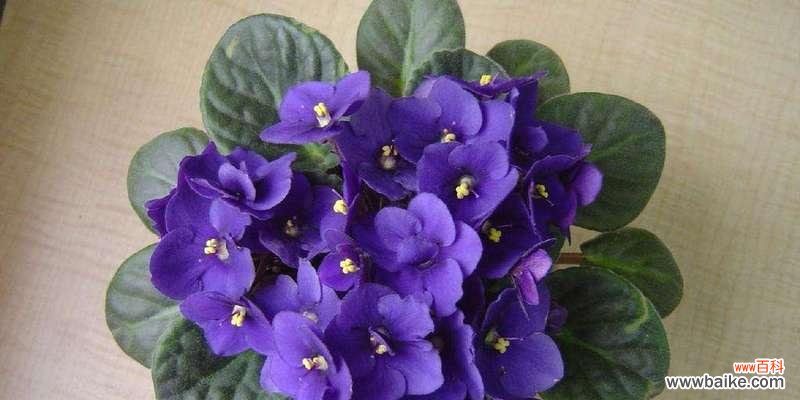 以花语表达幸福 幸福的花——花语传达幸福之美