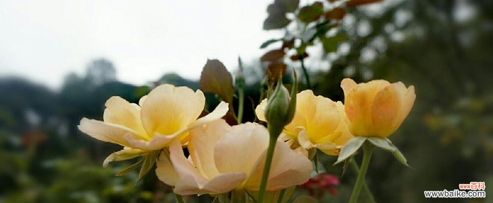 揭示悔恨之花的含义与哀怨情愫 花语遗憾,怅然若失