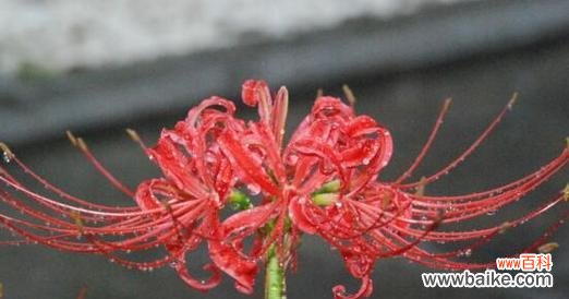 揭示悔恨之花的含义与哀怨情愫 花语遗憾,怅然若失