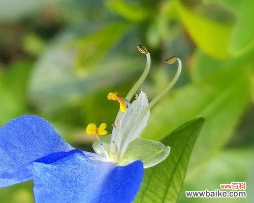 探寻幸运花的花语和涵义 幸运的花语