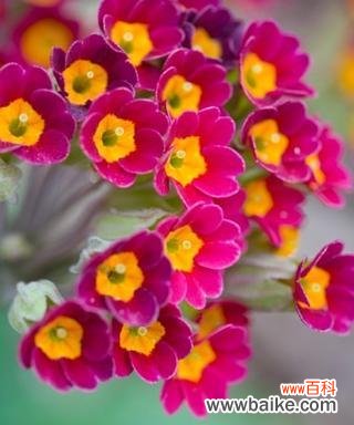 用花的语言展现慵懒与舒适 迷懒花