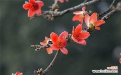 绽放勇气与无畏 英雄花海