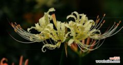 探索忧愁花语的种种表达方式 忧愁之花——映衬内心哀伤的花卉