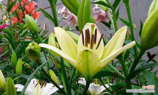 探索忧愁花语的种种表达方式 忧愁之花——映衬内心哀伤的花卉