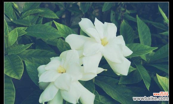 探索忧愁花语的种种表达方式 忧愁之花——映衬内心哀伤的花卉