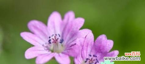 以花语表达心中的忧伤 忧伤的花