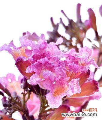 探秘紫花风铃木的神秘语言 紫花风铃木的花语与寓意