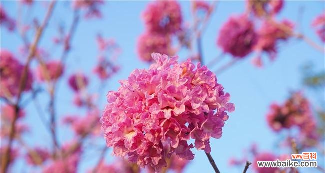 探秘紫花风铃木的神秘语言 紫花风铃木的花语与寓意