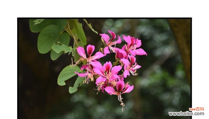 探寻宫粉紫荆花的花语 宫粉紫荆花的花语与意义