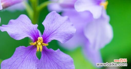 揭开紫罗兰的神秘面纱 紫罗兰的花语与寓意