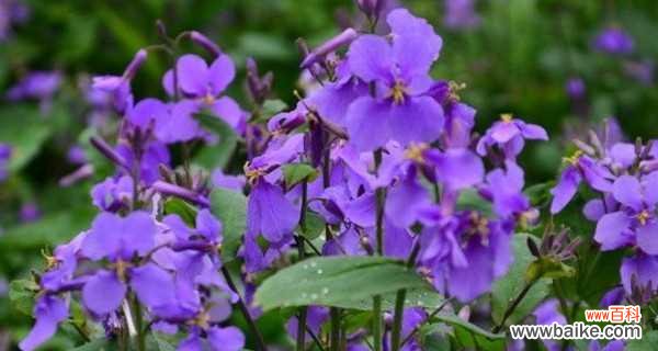 揭开紫罗兰的神秘面纱 紫罗兰的花语与寓意