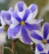 探秘紫罗兰的深刻含义与神奇传说 紫罗兰花的花语与传说