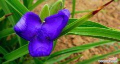 探寻紫露草的神秘之美 紫露草的花语与意义