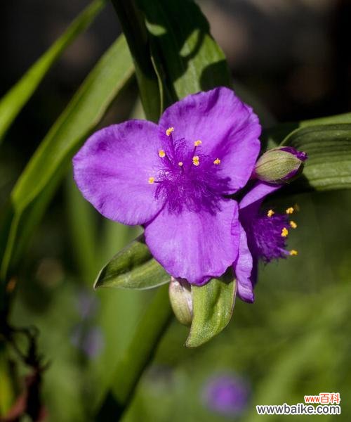 探寻紫露草的神秘之美 紫露草的花语与意义