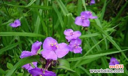 探寻紫露草的神秘之美 紫露草的花语与意义