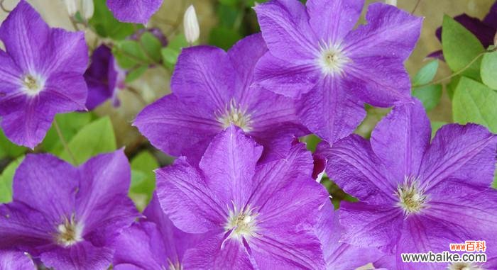 揭开紫罗兰花的神秘面纱 紫罗兰花的寓意与象征意义