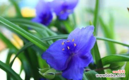 探索紫罗兰的象征意义与情感表达 紫罗兰花语的深层含义