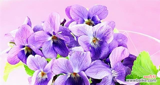 探索紫罗兰的象征意义与情感表达 紫罗兰花语的深层含义