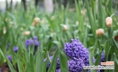 借助花朵语言 忧郁之花