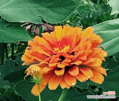 深化友谊 友谊的花