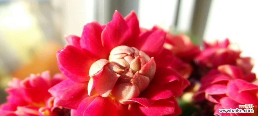 探寻长寿的花朵及其神奇花语 长寿之花