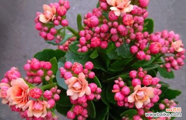 探寻长寿的花朵及其神奇花语 长寿之花