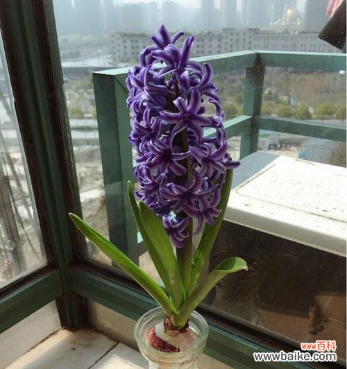 探究花语中真诚的象征及花卉种类 以表示真诚的花花语是真诚的花有哪些