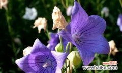 以表示祝福的花为媒介 用花语传递祝福