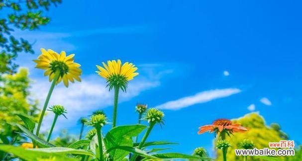 探寻花语中的自律美学 自律之花——用花语传递自律精神