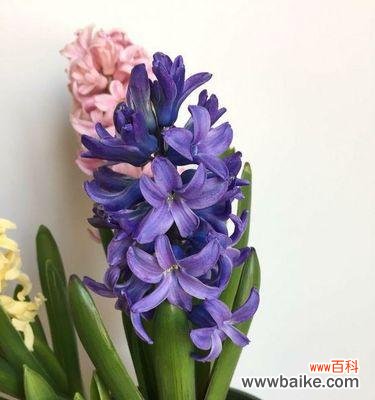 用花语传达自信的力量 自信的花