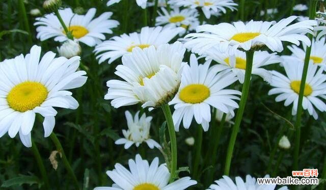 传递崇高与尊敬的花卉语言 花语中的尊敬崇高之花