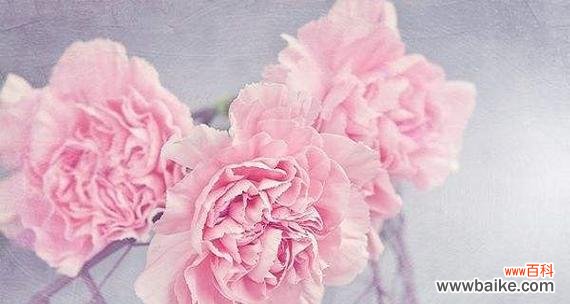 以花语表达尊敬 花语尊敬老师