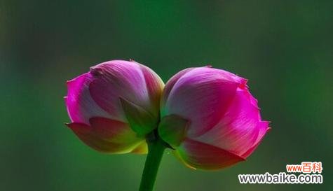 莲花之美 并蒂莲的象征意义