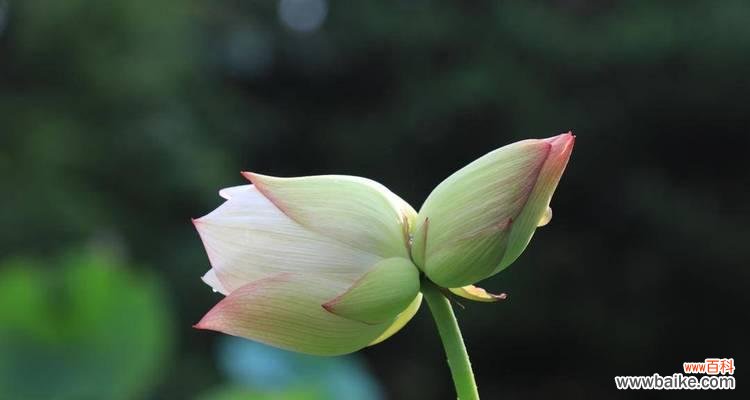 莲花之美 并蒂莲的象征意义