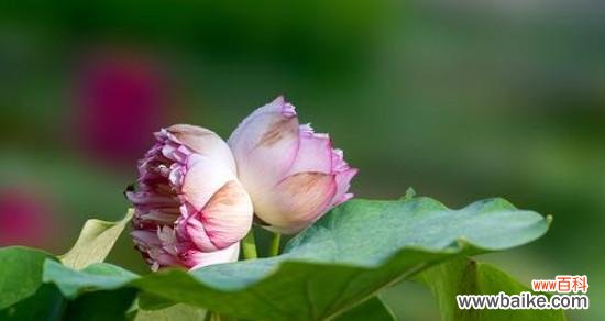 莲花之美 并蒂莲的象征意义