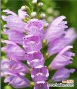 揭开紫色花朵的神秘面纱 紫色花朵的花语与意义