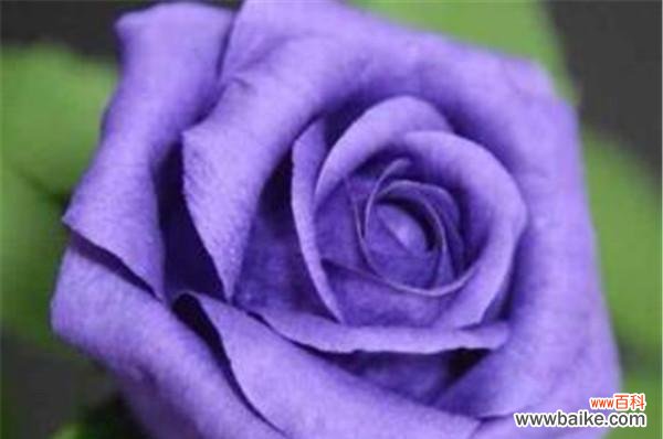 揭开紫色花朵的神秘面纱 紫色花朵的花语与意义