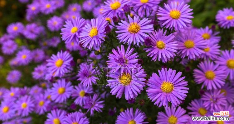 探寻紫色雏菊的美丽寓意 紫色雏菊的花语
