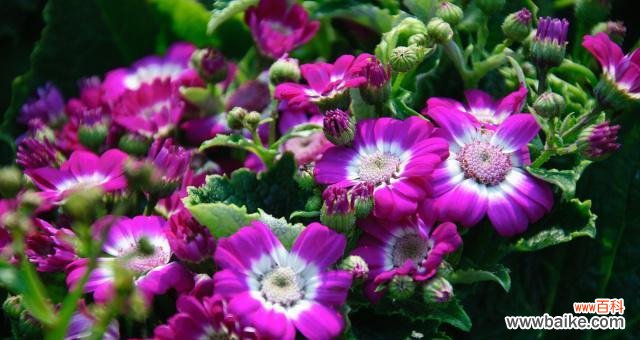 探寻紫色雏菊的美丽寓意 紫色雏菊的花语