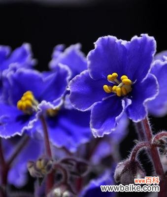 探索紫罗兰花的美丽与深层寓意 紫罗兰的寓意与象征意义