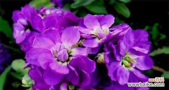 探索紫罗兰花的美丽与深层寓意 紫罗兰的寓意与象征意义