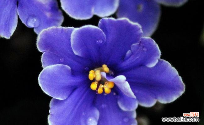 探索紫罗兰花的美丽与深层寓意 紫罗兰的寓意与象征意义