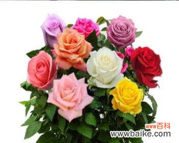 探寻紫玫瑰花的隽永魅力 紫玫瑰花的象征意义及文化内涵