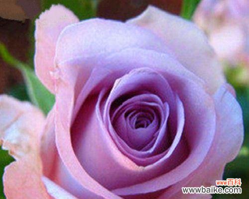 探寻紫玫瑰花的隽永魅力 紫玫瑰花的象征意义及文化内涵