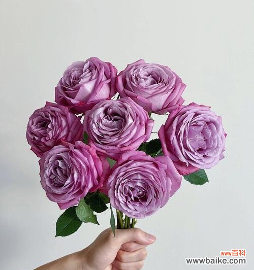 探寻紫玫瑰花的隽永魅力 紫玫瑰花的象征意义及文化内涵