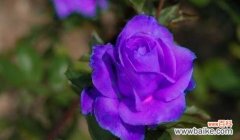 探寻紫玫瑰的独特寓意 紫玫瑰之美