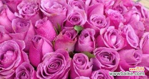 揭开紫玫瑰背后深邃的心灵密码 紫玫瑰的花语传达着神秘与独特