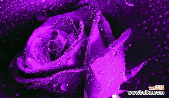 揭开紫玫瑰背后深邃的心灵密码 紫玫瑰的花语传达着神秘与独特