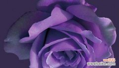揭开紫玫瑰背后深邃的心灵密码 紫玫瑰的花语传达着神秘与独特